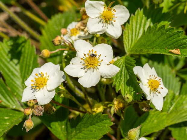 Земляника зёленая - Fragaria viridis