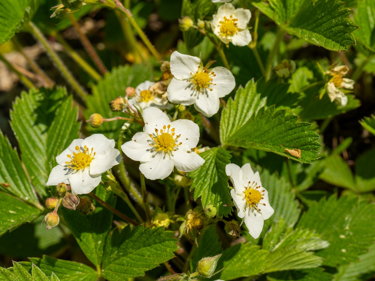 Fragaria viridis _2025-06-01_1-1