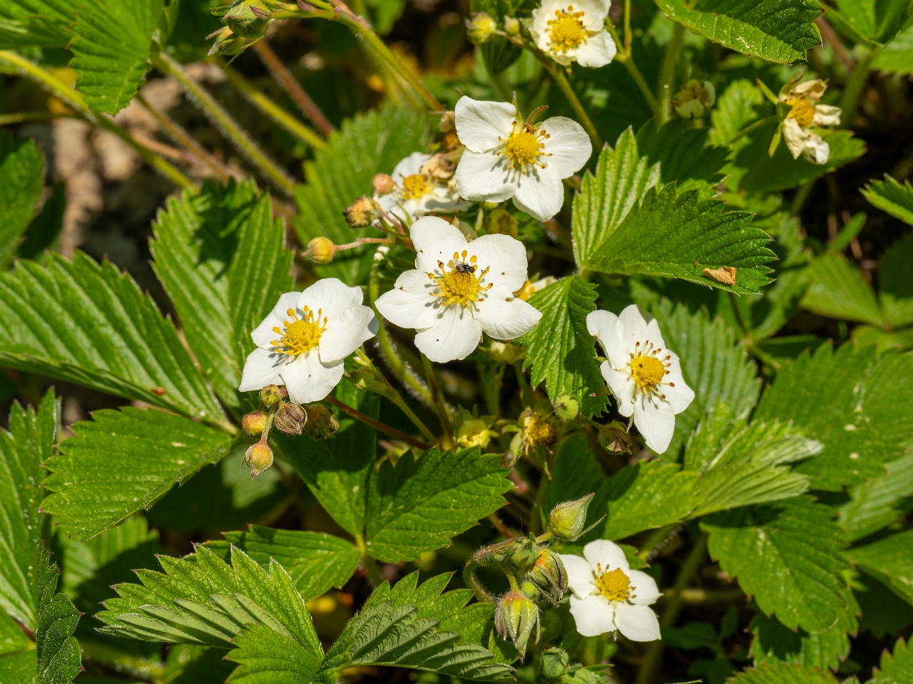 Fragaria viridis _2025-06-01_1-2