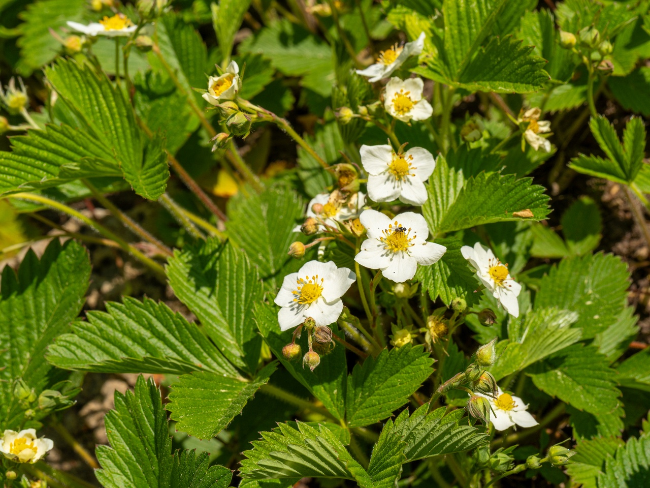 Fragaria viridis _2025-06-01_1-3