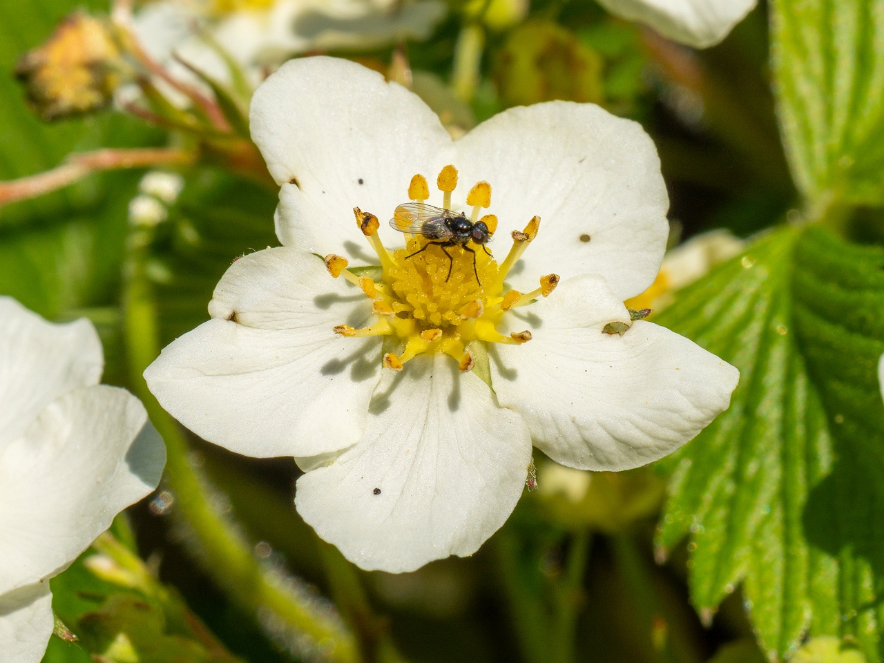 Fragaria viridis _2025-06-01_1-5