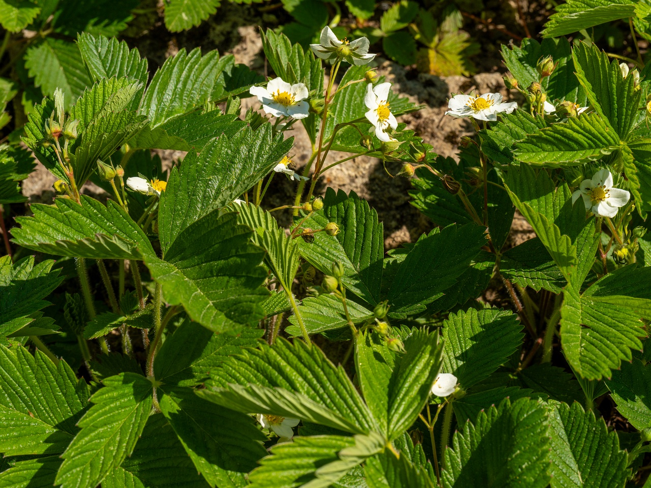 Fragaria viridis _2025-06-01_1-6
