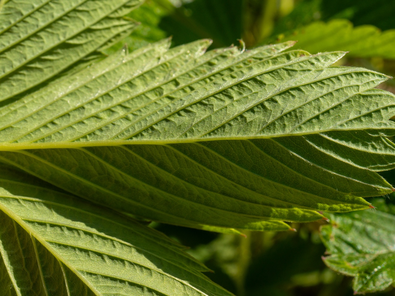 Fragaria viridis _2025-06-01_1-7