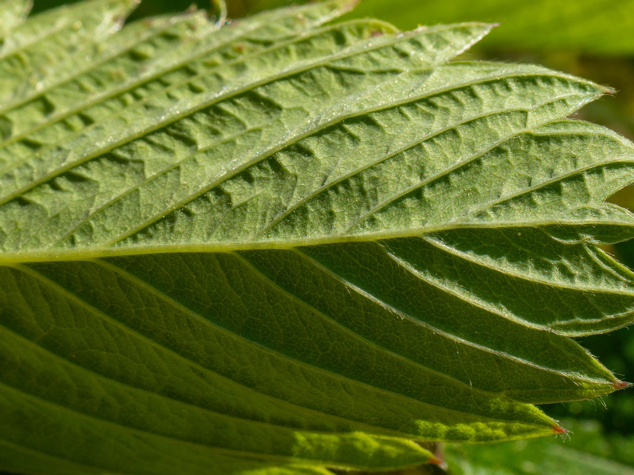 Fragaria viridis _2025-06-01_1-8