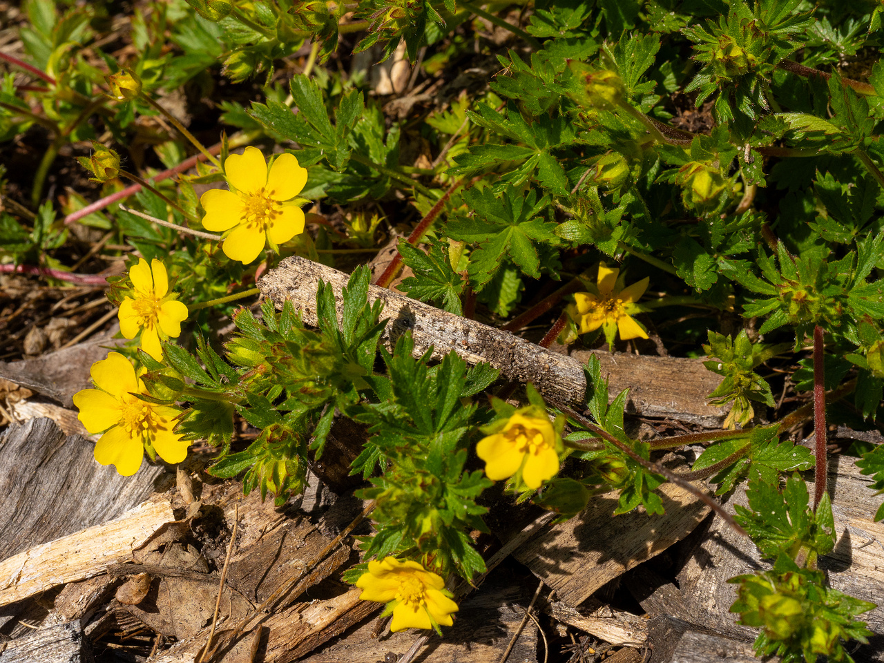 Лапчатка-Кранца_Potentilla-crantzii_1-10