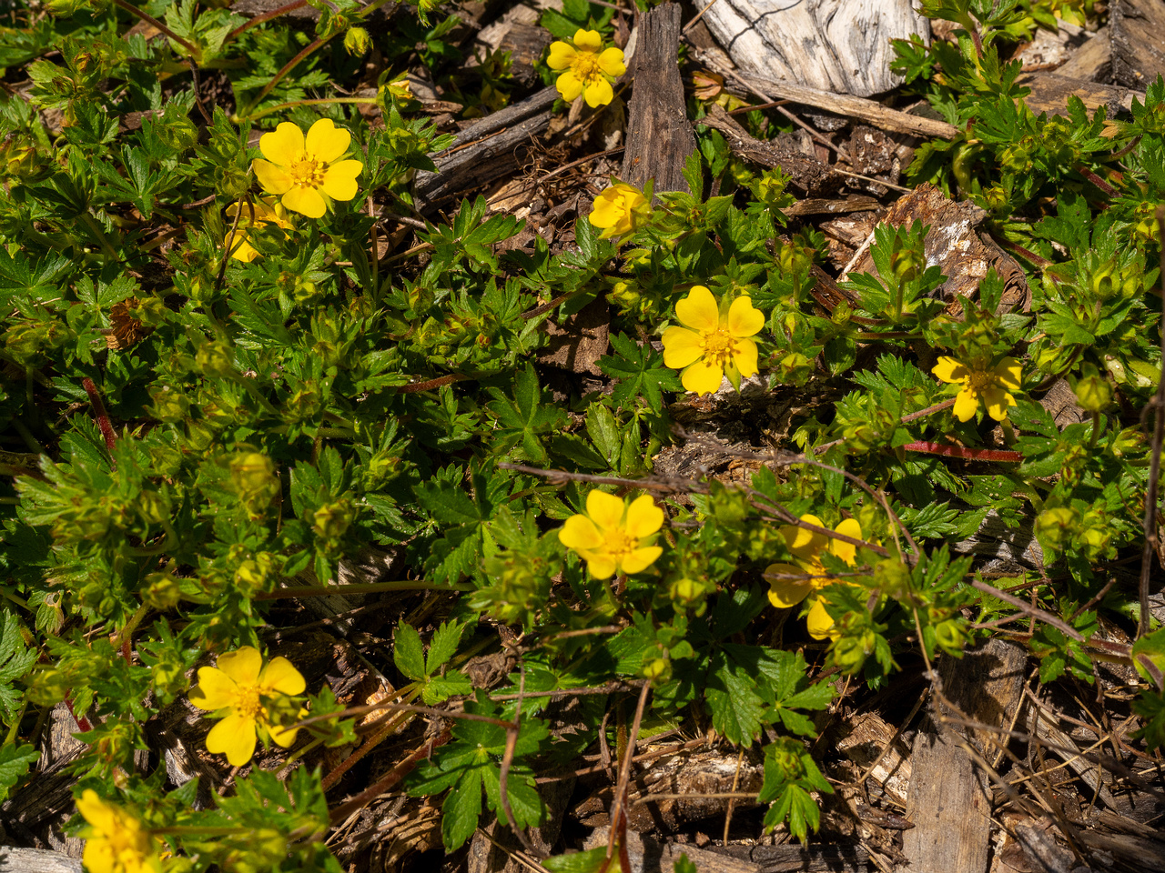 Лапчатка-Кранца_Potentilla-crantzii_1-11