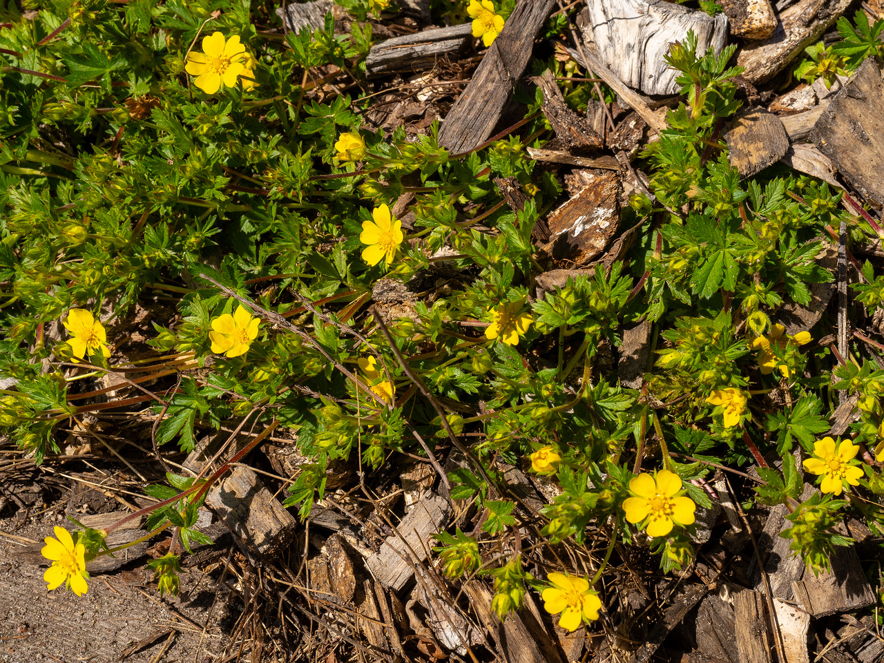 Лапчатка-Кранца_Potentilla-crantzii_1-2