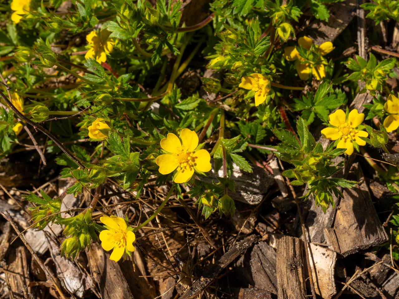 Лапчатка-Кранца_Potentilla-crantzii_1-3