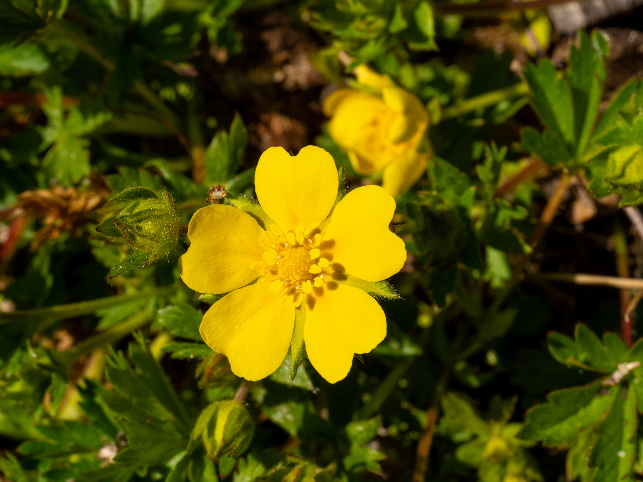 Лапчатка-Кранца_Potentilla-crantzii_1-5