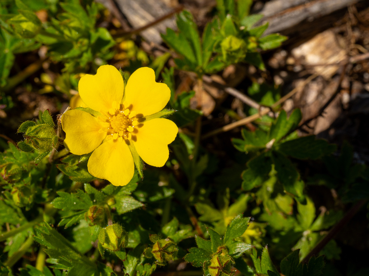 Лапчатка-Кранца_Potentilla-crantzii_1-6