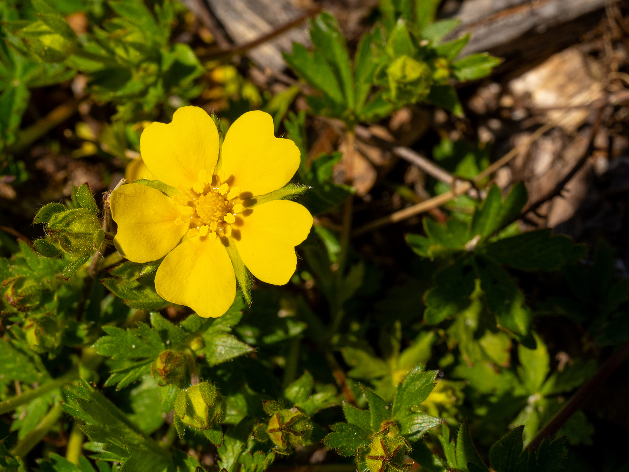 Лапчатка-Кранца_Potentilla-crantzii_1-7