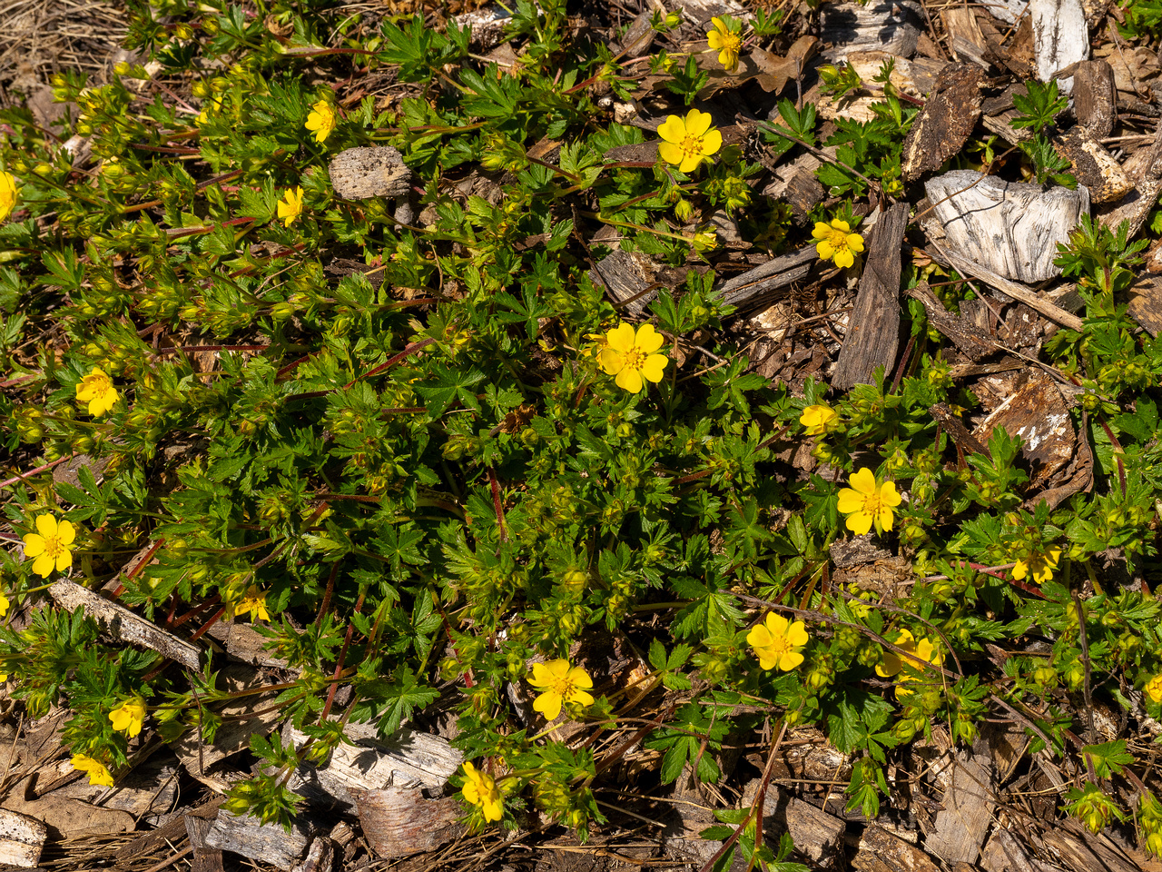 Лапчатка-Кранца_Potentilla-crantzii_1-8