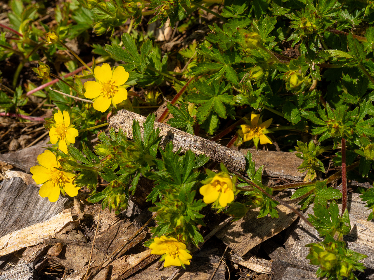 Лапчатка-Кранца_Potentilla-crantzii_1-9