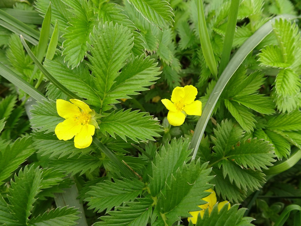 Potentilla crantzii 25-Jul-19 _ 15_12_50