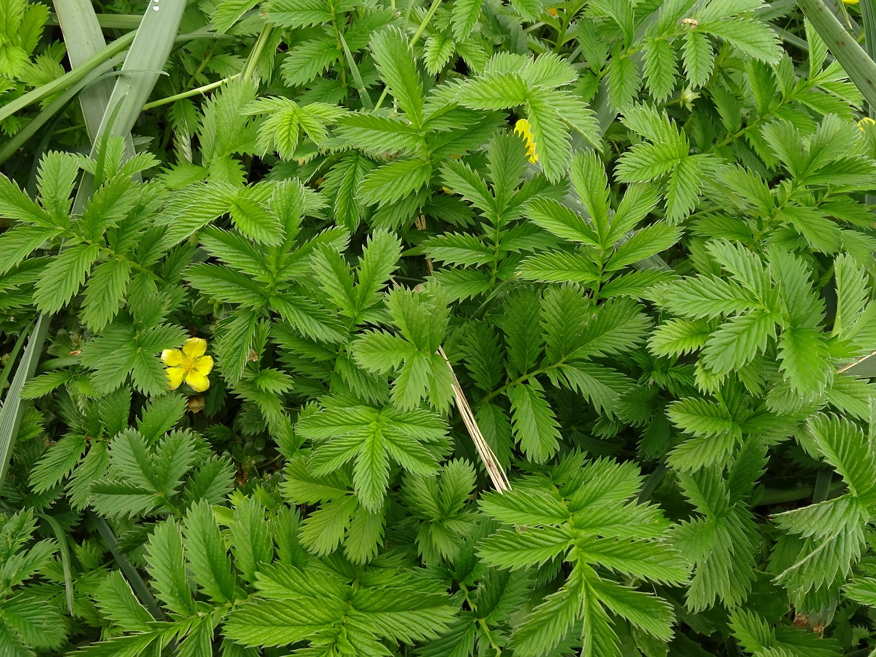 Potentilla crantzii 25-Jul-19 _ 15_12_54