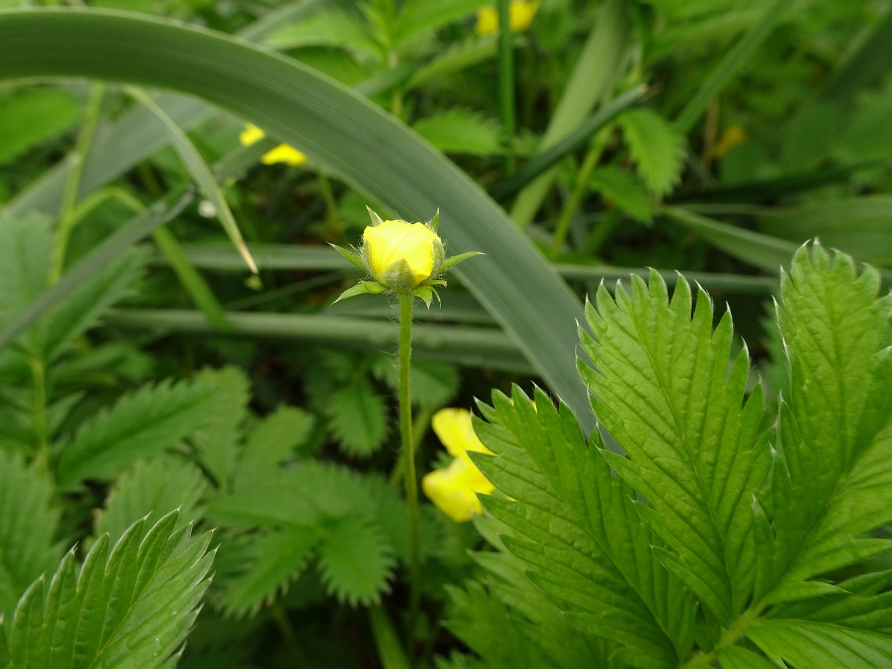 Potentilla crantzii 25-Jul-19 _ 15_12_58