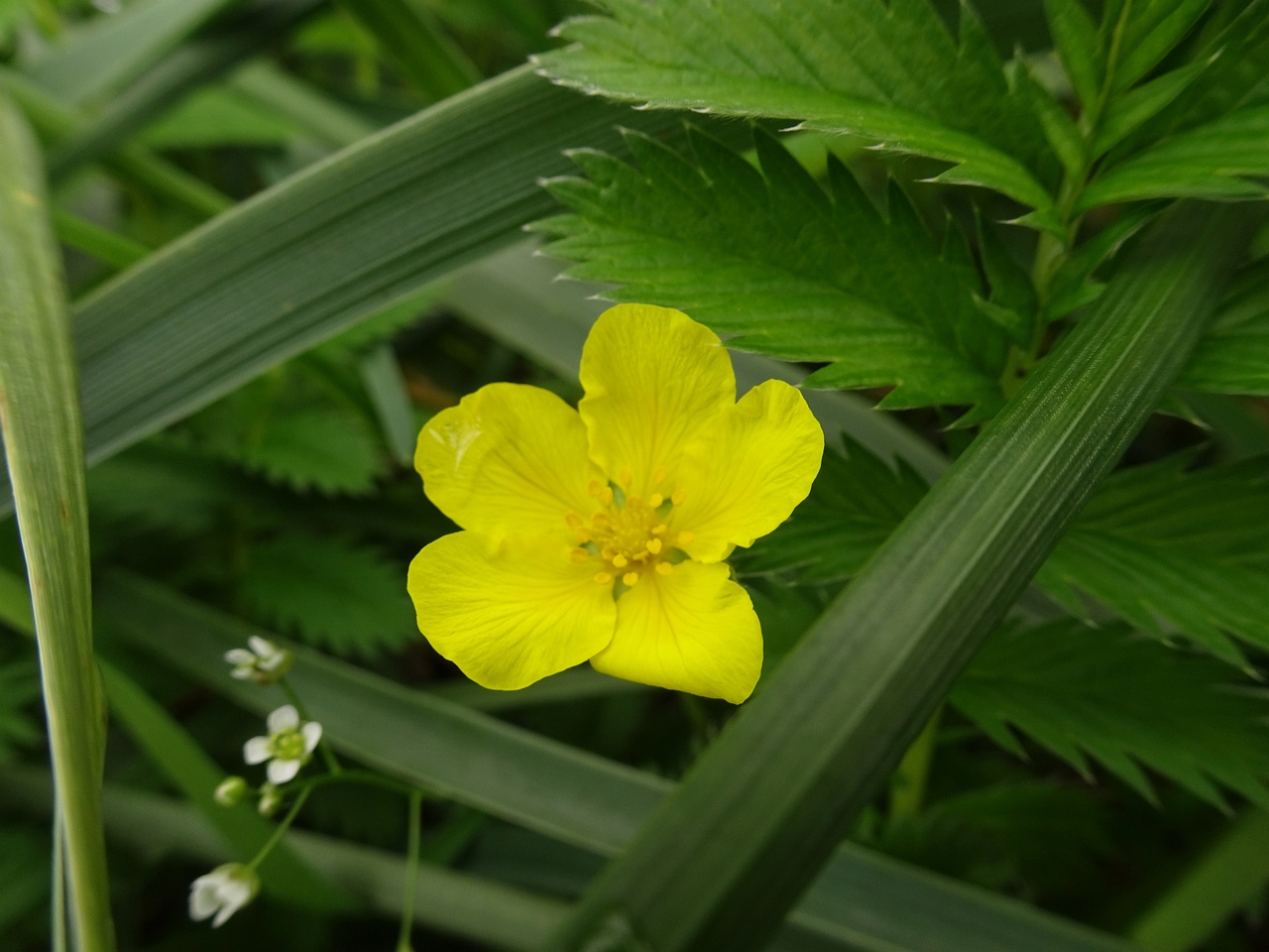 Potentilla crantzii 25-Jul-19 _ 15_13_32