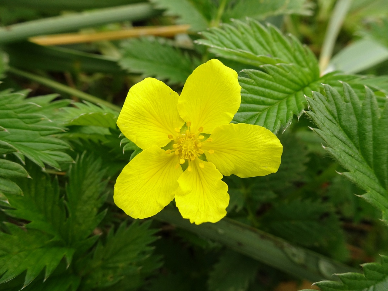 Potentilla crantzii 25-Jul-19 _ 15_13_52