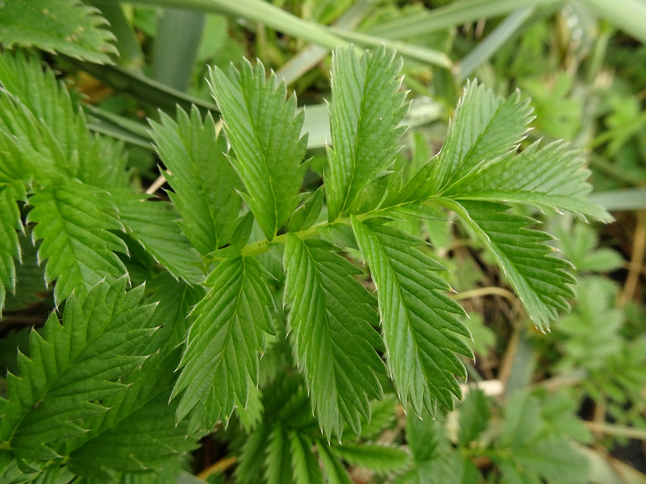 Potentilla crantzii 25-Jul-19 _ 15_14_02