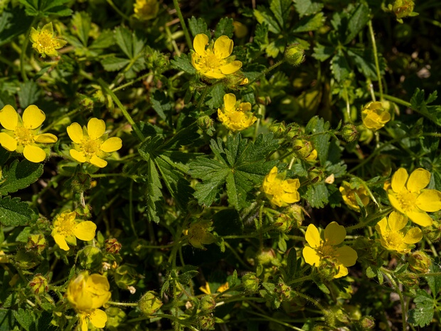 Лапчатка весенняя - Potentilla verna