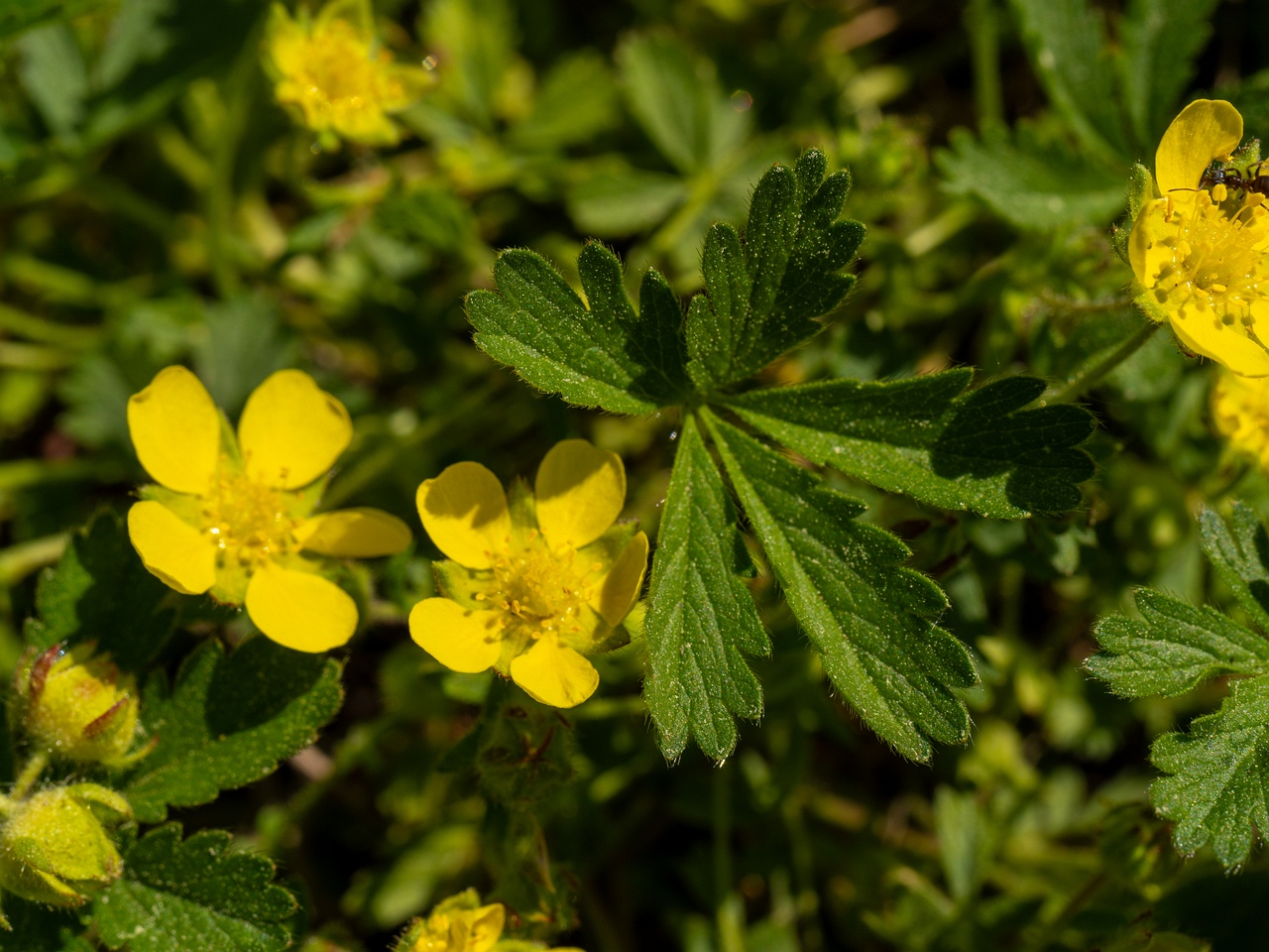 Potentilla verna _2025-06-01_1-2