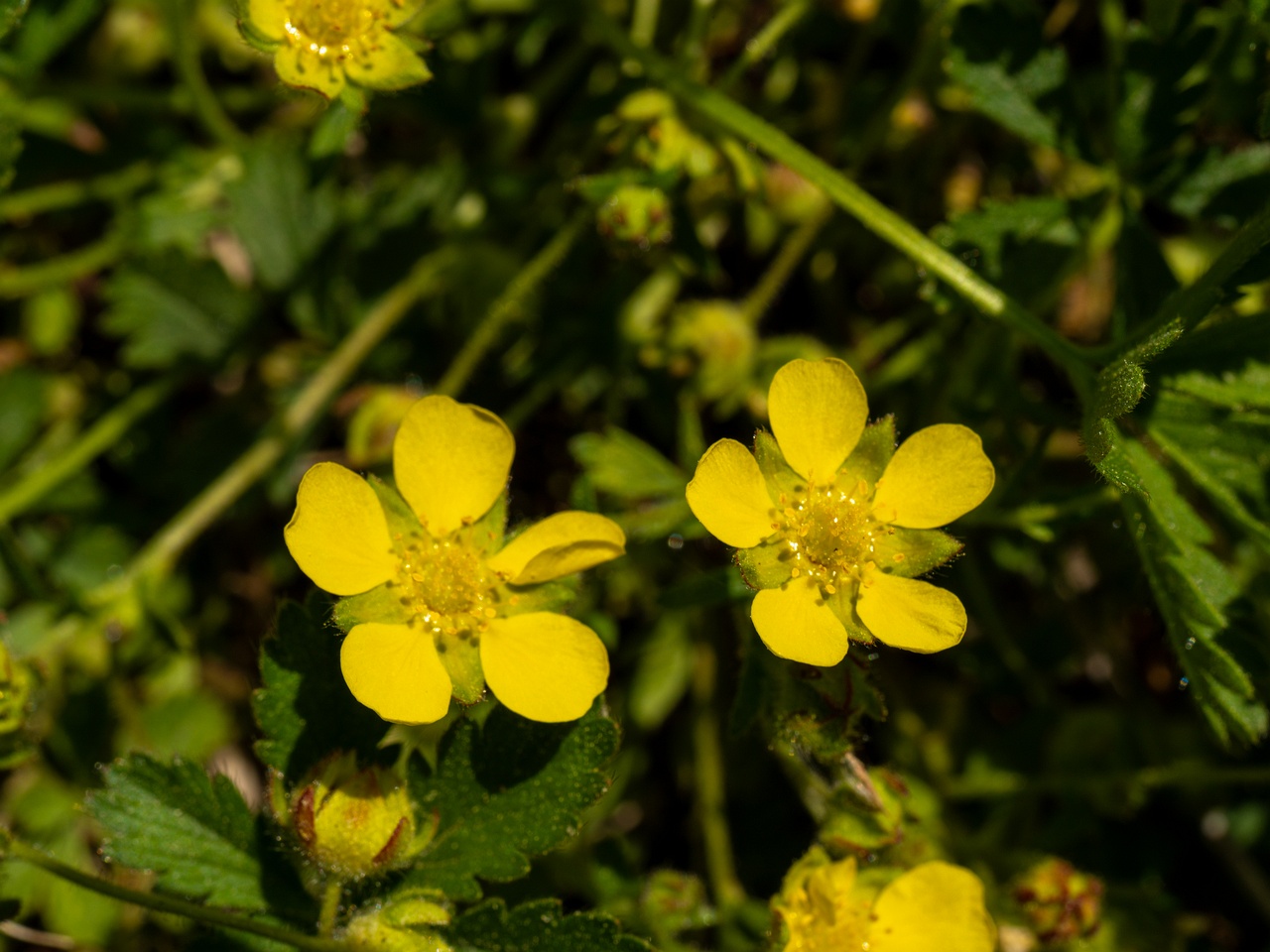 Potentilla verna _2025-06-01_1-3