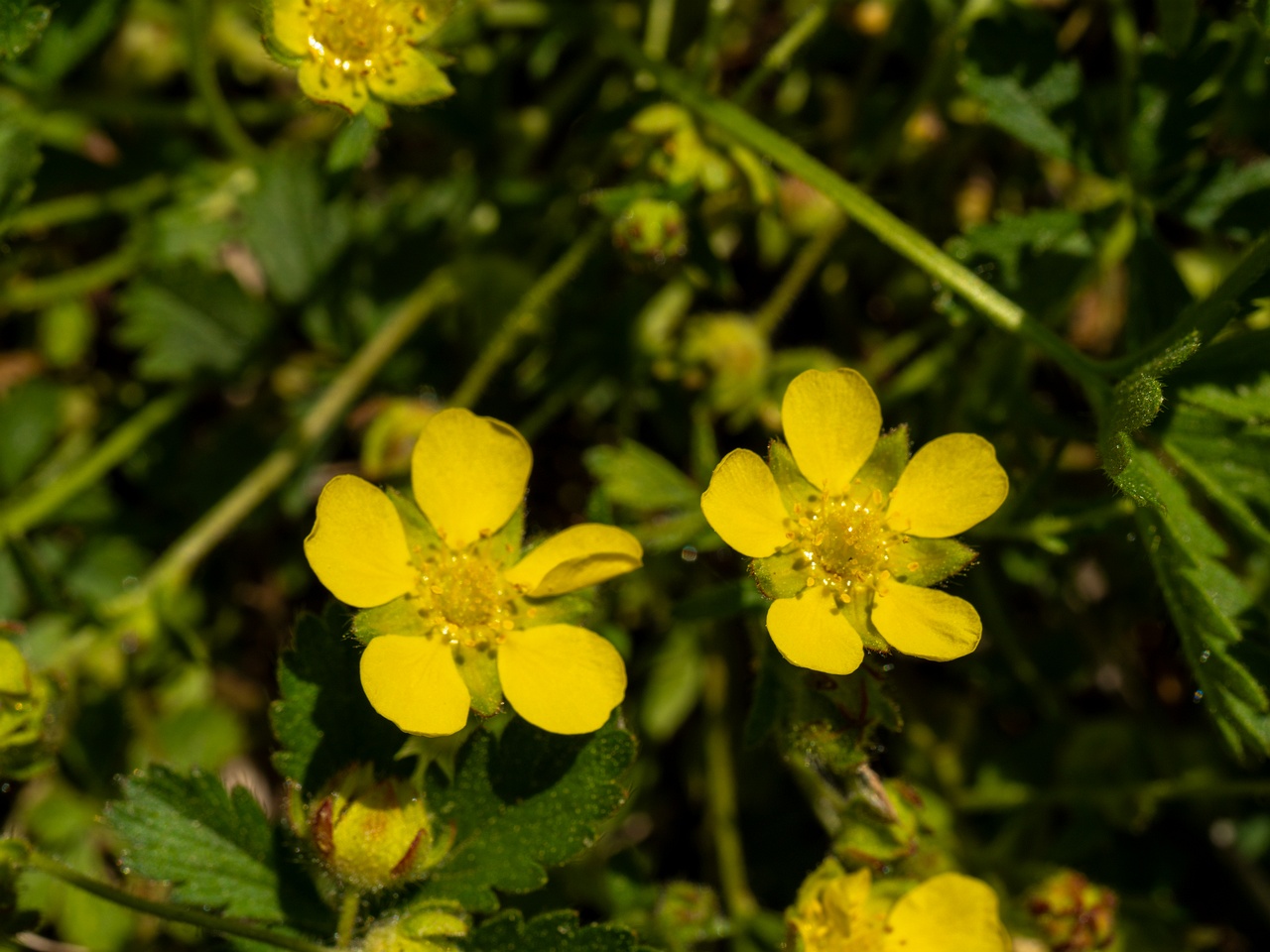 Potentilla verna _2025-06-01_1-4