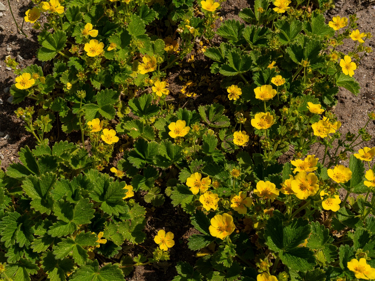Potentilla megalantha _2025-06-01_1-2