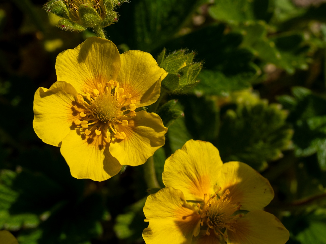 Potentilla megalantha _2025-06-01_1-3