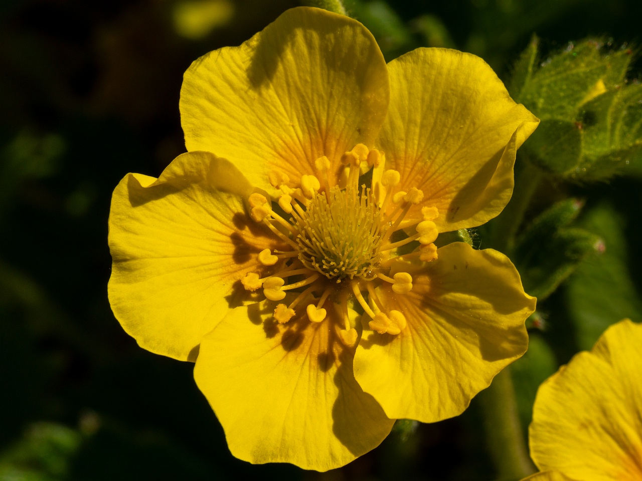 Potentilla megalantha _2025-06-01_1-4