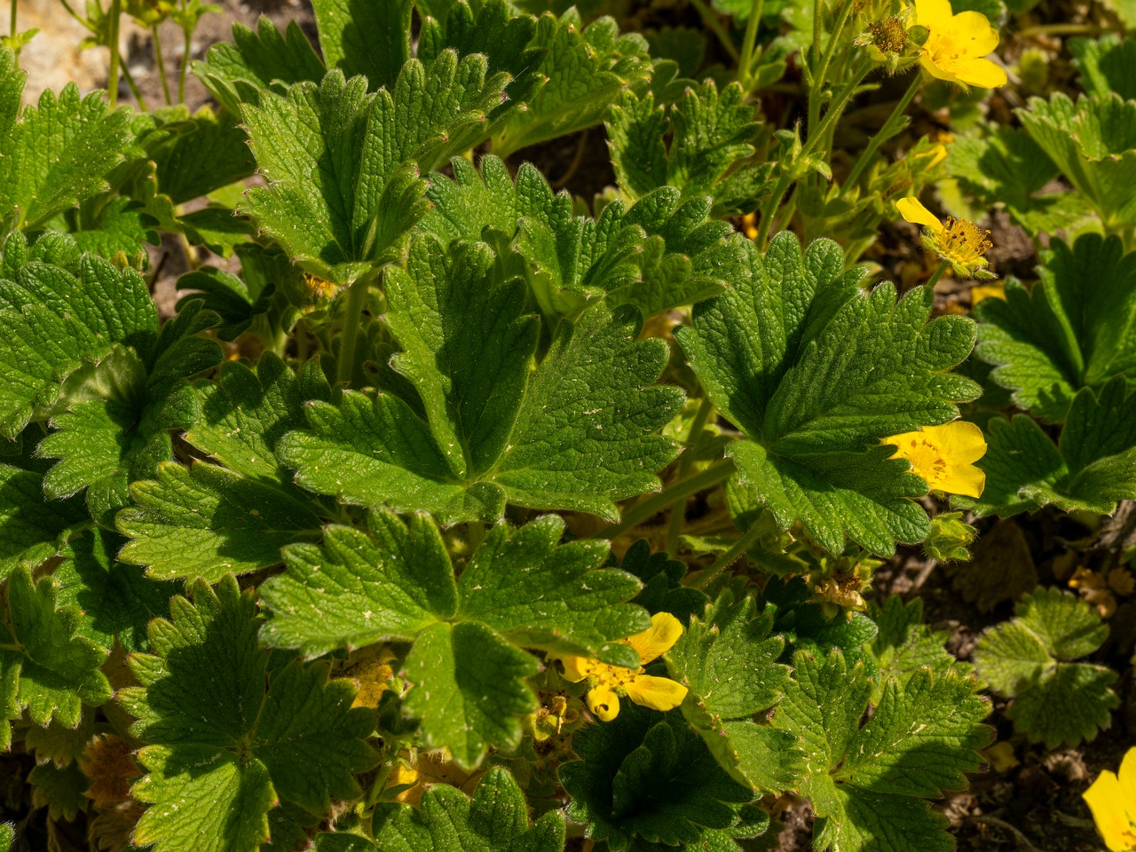 Potentilla megalantha _2025-06-01_1-5