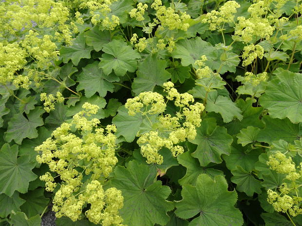 Манжетка мягкая - Alchemilla mollis