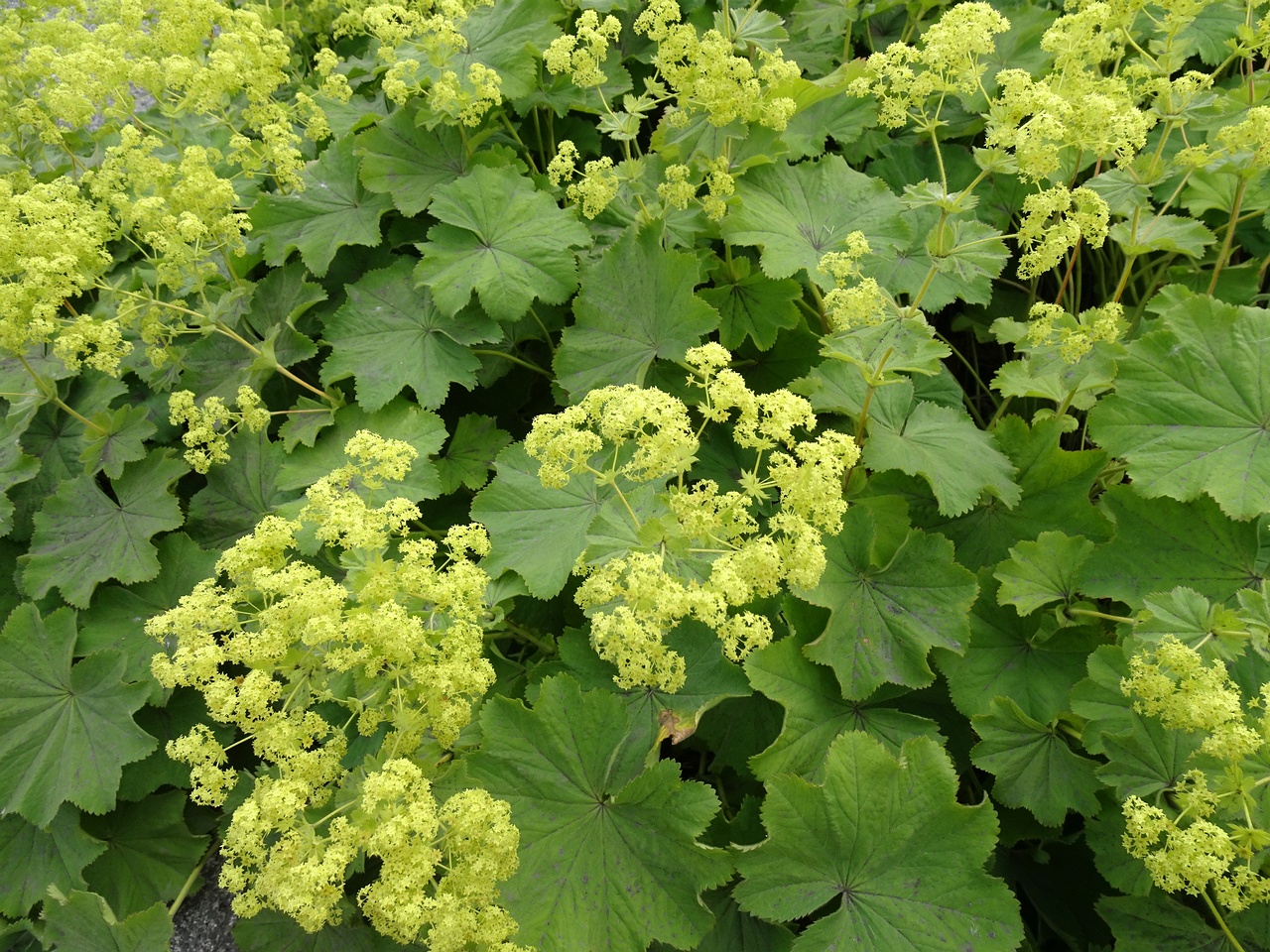 Alchemilla mollis 22-Jul-19 _ 11_25_32