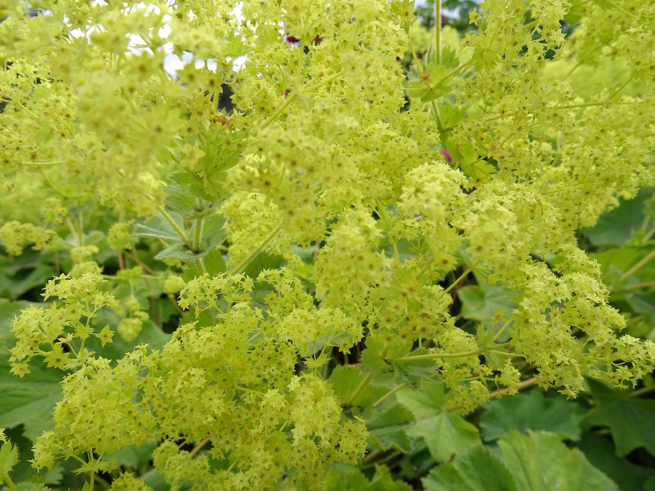 Alchemilla mollis 22-Jul-19 _ 11_26_02