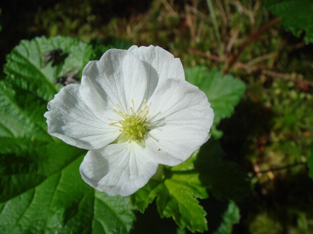 Морошка приземистая - Rubus chamaemorus
