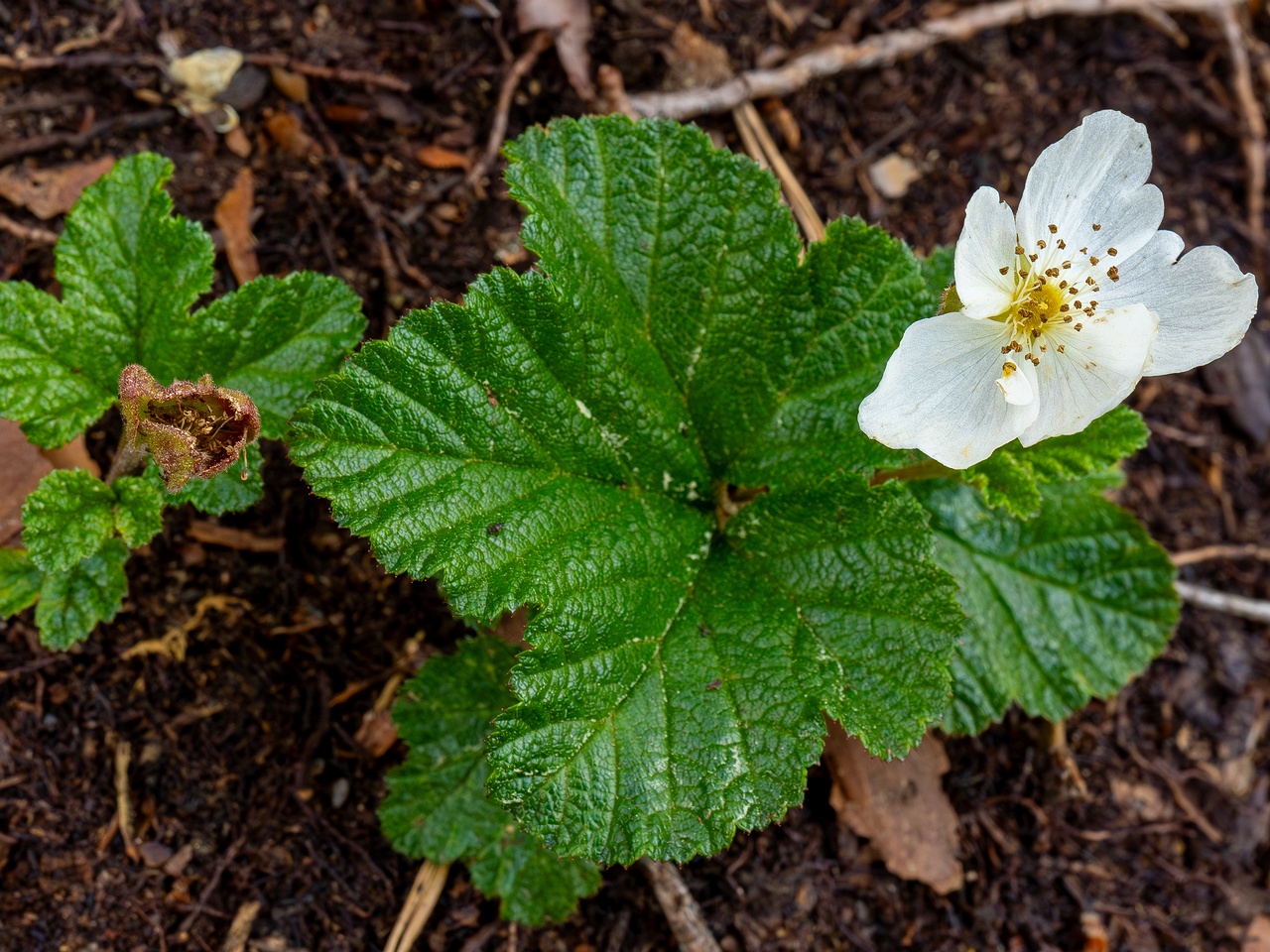 !Rubus chamaemorus _2025-06-07_1-5