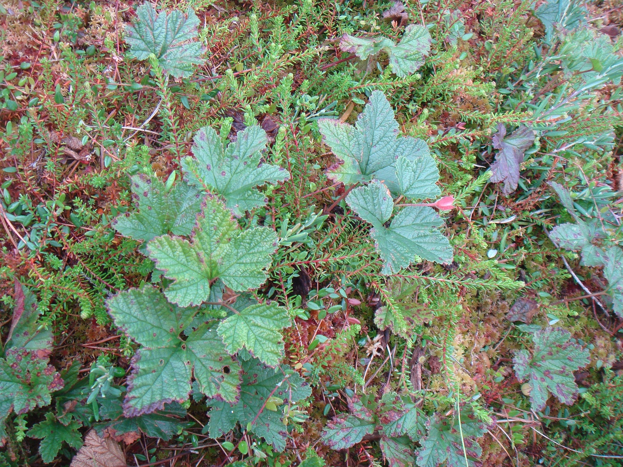 DSC09049