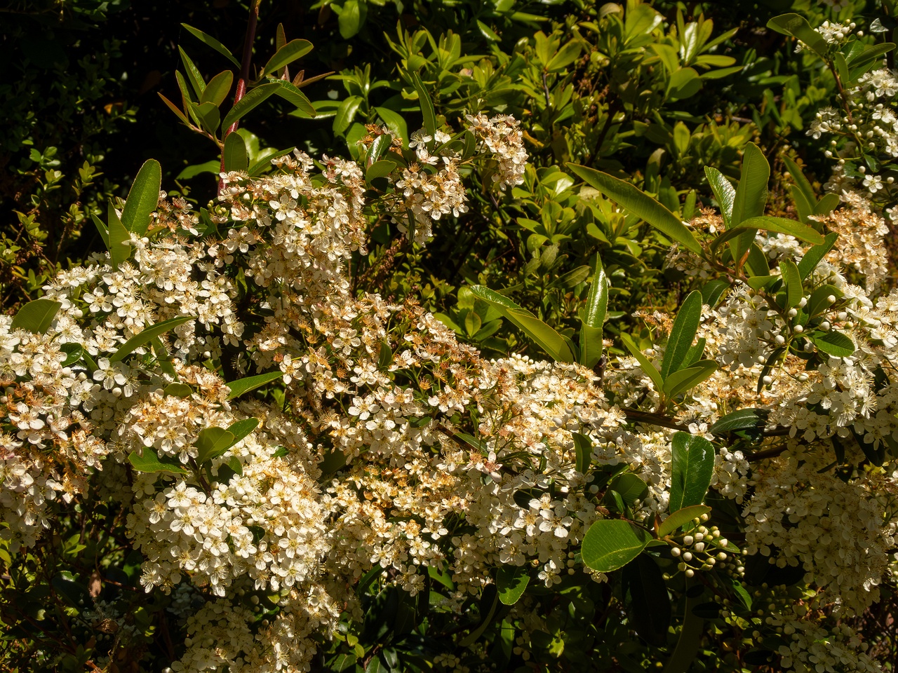 Pyracantha coccinea _2025-05-15_1-1