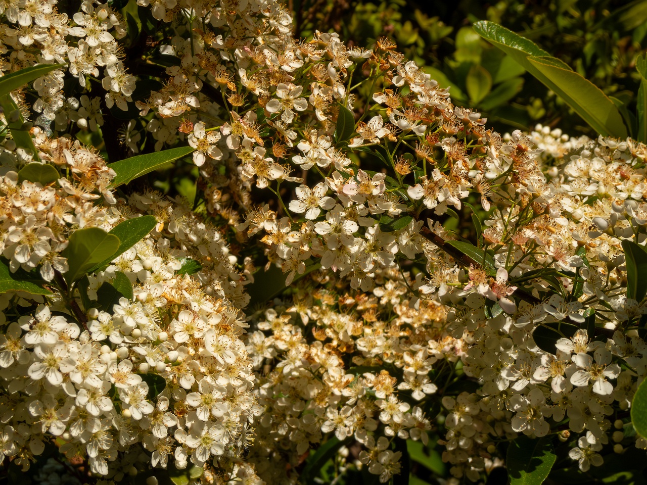 Pyracantha coccinea _2025-05-15_1-2