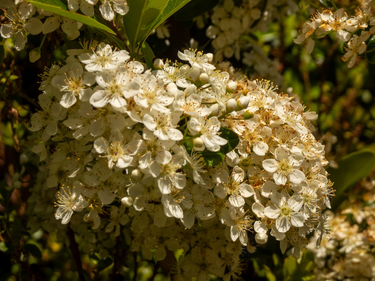 Pyracantha coccinea _2025-05-15_1-3