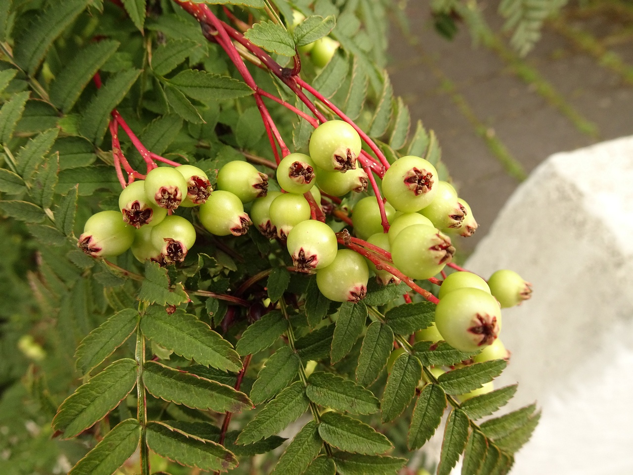 Sorbus koehneana 22-Jul-19 _ 11_59_50