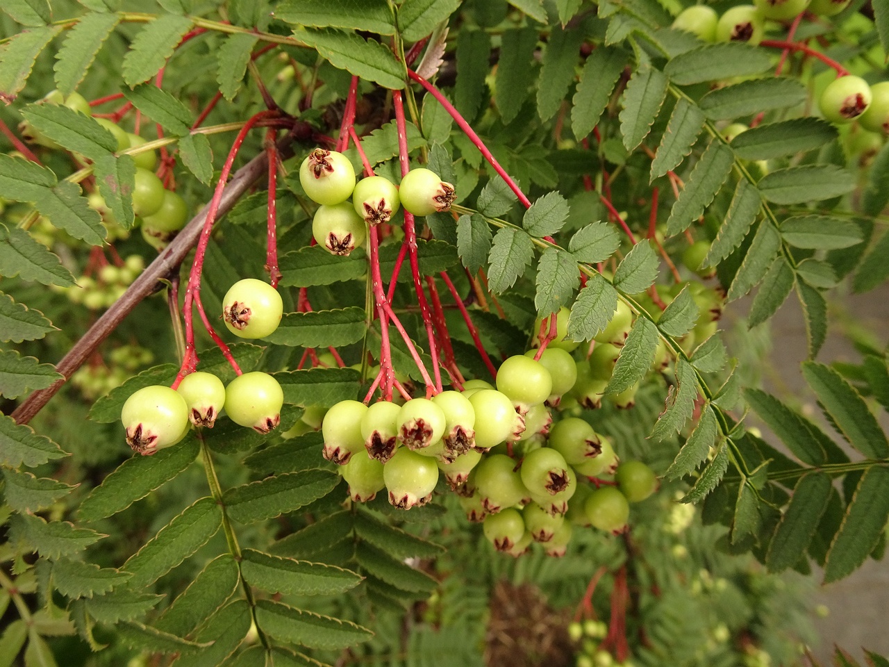 Sorbus koehneana 22-Jul-19 _ 11_59_56