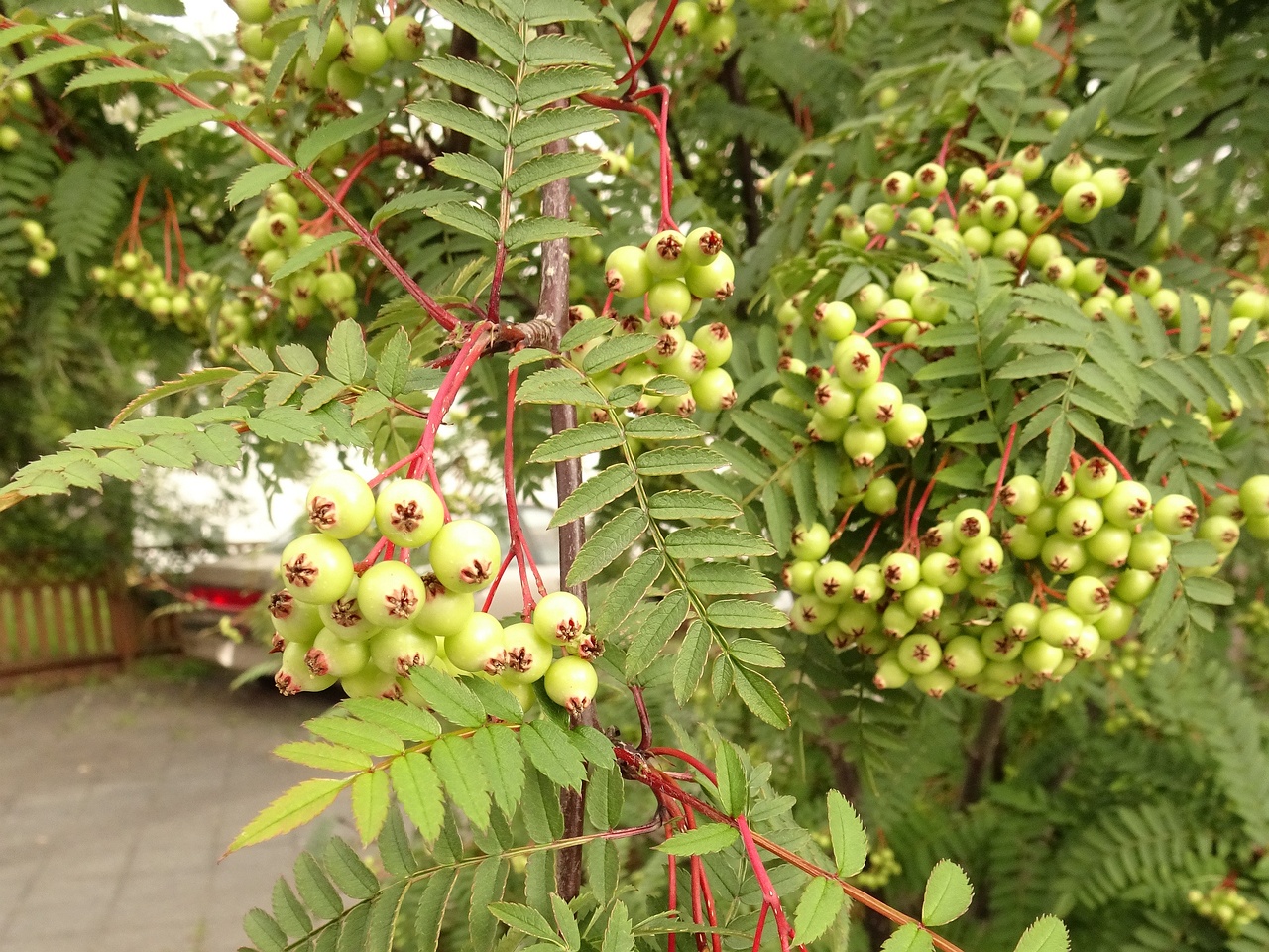 Sorbus koehneana 22-Jul-19 _ 12_00_02