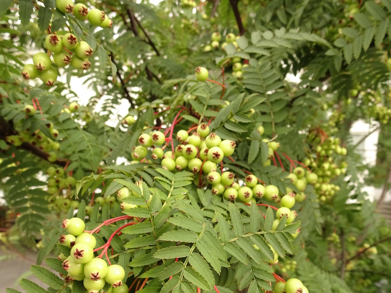 Sorbus koehneana 22-Jul-19 _ 12_00_06