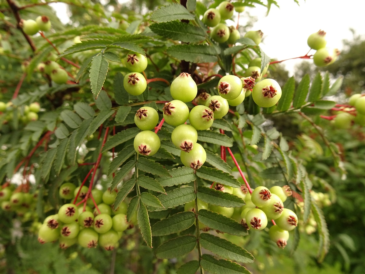 Sorbus koehneana 22-Jul-19 _ 12_00_14