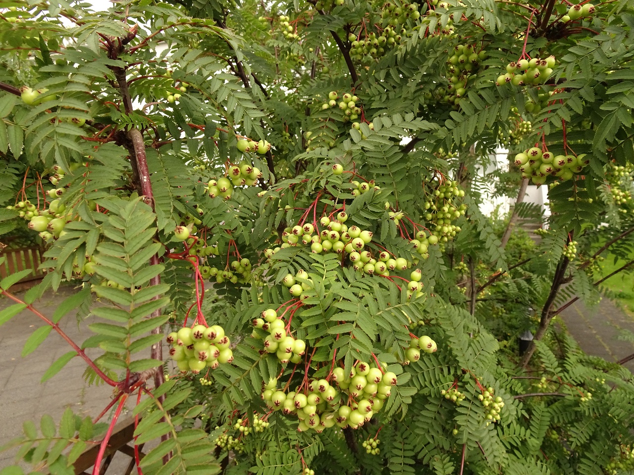 Sorbus koehneana 22-Jul-19 _ 12_00_22