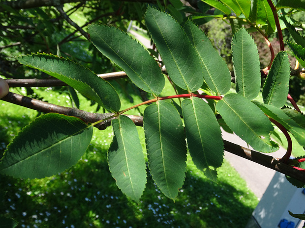 Рябина нарядная - Sorbus decora