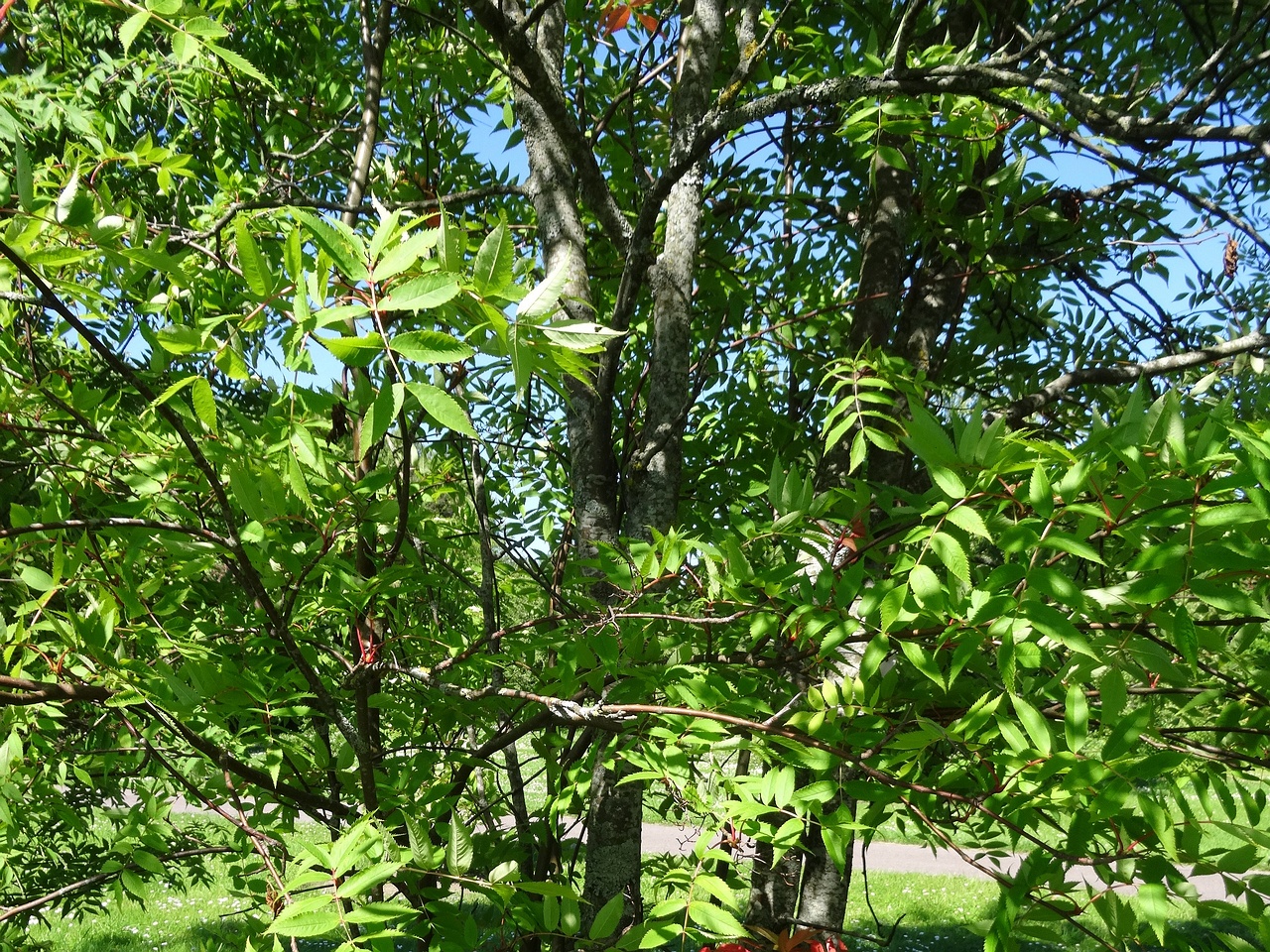 DSC04352