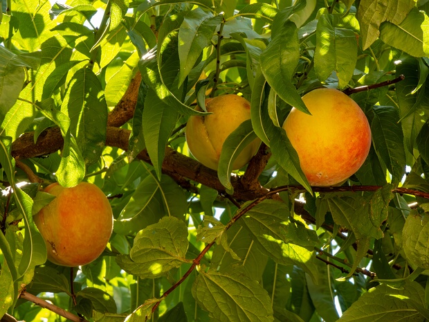 Слива Персик - Prunus persica