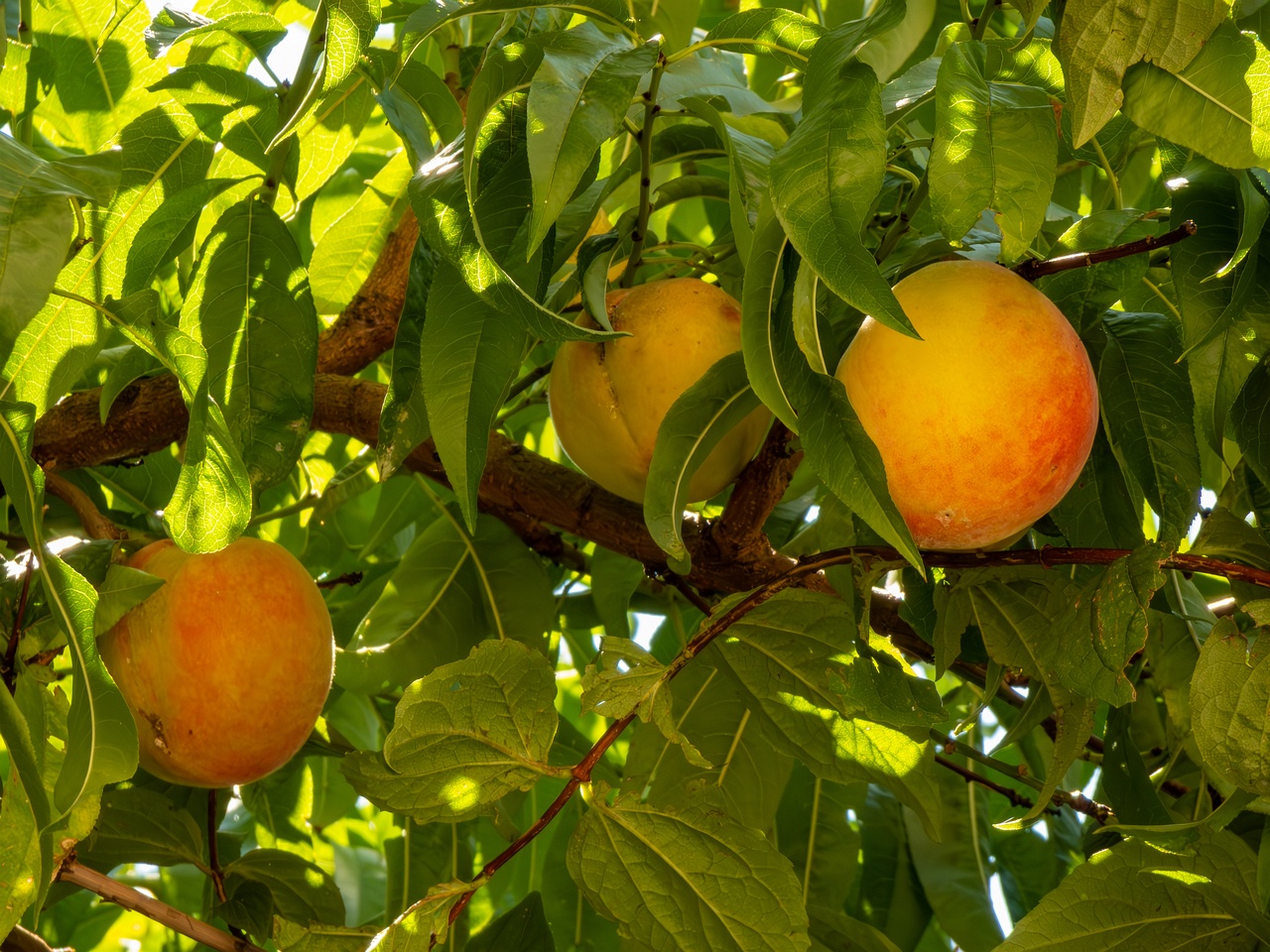 !Prunus persica _2025-08-22_1-2